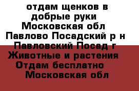 отдам щенков в добрые руки - Московская обл., Павлово-Посадский р-н, Павловский Посад г. Животные и растения » Отдам бесплатно   . Московская обл.